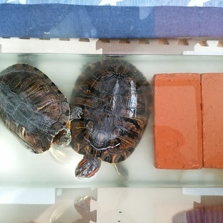 ミドリカメ2匹です。