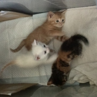 子猫の里親さまを募集中。
