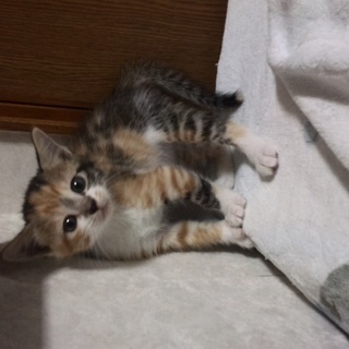 三毛子猫(メス)の里親さまを募集中。