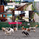 たくさんの可愛い犬達にかこまれて楽しく犬達のお世話をしませんか　...
