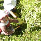 里山で稲刈り