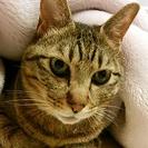 ペットシッターが飼い主様に代わって大切なペットのお世話をいたします