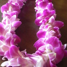 hula halau waiola(ﾌﾗ　ﾊﾗｳ　ﾜｲｵﾗ）