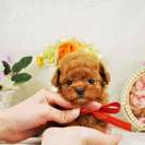 ティーカッププードルのレッドやアプリコットの子犬販売　 - さいたま市