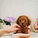 ティーカッププードルのレッドやアプリコットの子犬販売　 - ペット