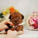 ティーカッププードルのレッドやアプリコットの子犬販売　 − 埼玉県