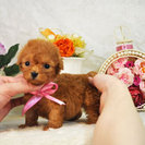 ティーカッププードルのレッドやアプリコットの子犬販売　 - 地元のお店
