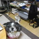 所沢市近辺の方限定です。