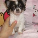 ★上之園愛犬サロン★ブリーダー★