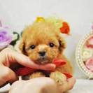 洗練された良質なティーカッププードルのかわいい子犬を販売するブリ...