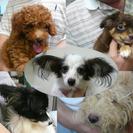 犬のトリマーさん緊急募集。