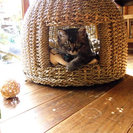 犬・猫ペット用品販売ラーサミーゴ
