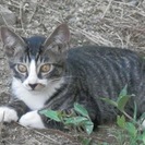 ５匹の子猫たちの里親様を探しています。