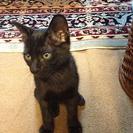子猫の里親になってください(ΦωΦ)