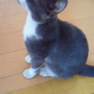 迷い猫、保護しています