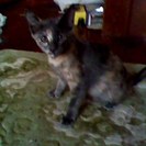 かわいい子猫を、お譲りします。越谷市