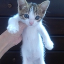 子猫の里親募集です！