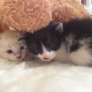 7月12日生まれ（2匹）♡　子猫ちゃんを引き取ってくださる方、募...