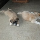 里親捜しています（終了）