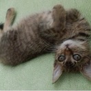 保護猫の里親募集