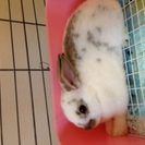 子ウサギ里親募集