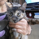 子猫をもらってください