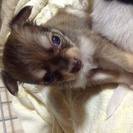 二ヶ月のちわわちゃんです。