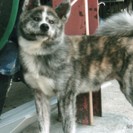 秋田犬の７ヶ月の女の子です。