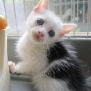 殺処分を免れた子達です　１〜４ヶ月の人なつこい子猫達