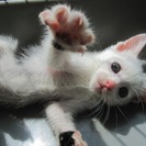 殺処分を免れた子達です　１〜４ヶ月の人なつこい子猫達 - 岡山市