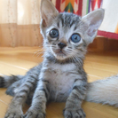 7月19日生まれの子猫、可愛がってくださる方に…