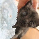 かわいい子猫　3匹　里親さん　みつかりました。 - 松戸市