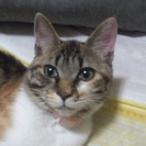 お願いします