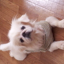 2歳のペキニーズの♀の子