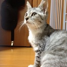 子猫里親募集