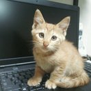 オス子猫の里親様、お願いします