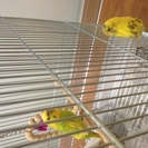大人しいセキセイインコ里親募集