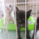 かわいい子猫　3匹　里親さん　みつかりました。 - 猫