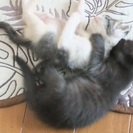 かわいい子猫　3匹　里親さん　みつかりました。 − 千葉県
