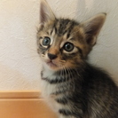 ≪急いでいます≫元気な男の子猫ちゃん。愛知県内なら、お届けに伺います。
