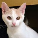 子猫の里親募集です（♀、4ヶ月齢、CC2529）