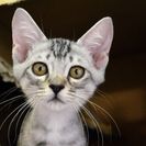 子猫の里親募集です（♀、4ヶ月齢、CC2555）
