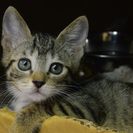 子猫の里親募集です（♀、4ヶ月齢、IC1033）