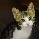 子猫の里親募集です（♀、4ヶ月齢、CC2591）