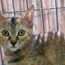 子猫の里親募集です（♀、4ヶ月齢、CC2596）