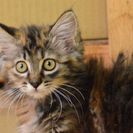 子猫の里親募集です（♀、4ヶ月齢、IC1045）