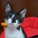 子猫の里親募集です（♀、4ヶ月齢、SC850）