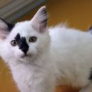 子猫の里親募集です（♀、4ヶ月齢、SC842）