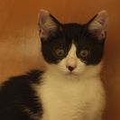 子猫の里親募集です（♀、5ヶ月齢、CC2497）