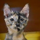 子猫の里親募集です（♀、5ヶ月齢、CC2435）